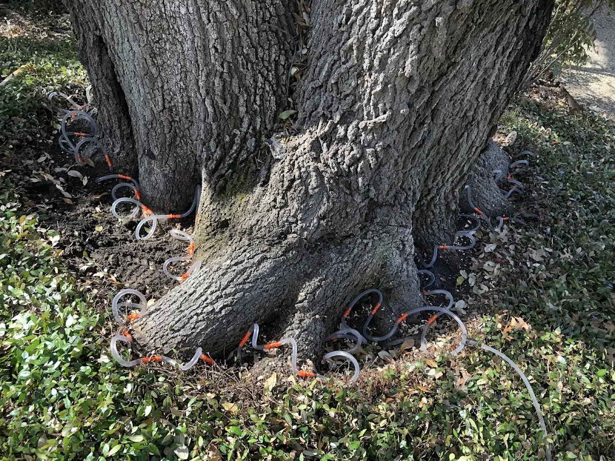 Detailed Tree Cabling and Bracing job site in Spillville