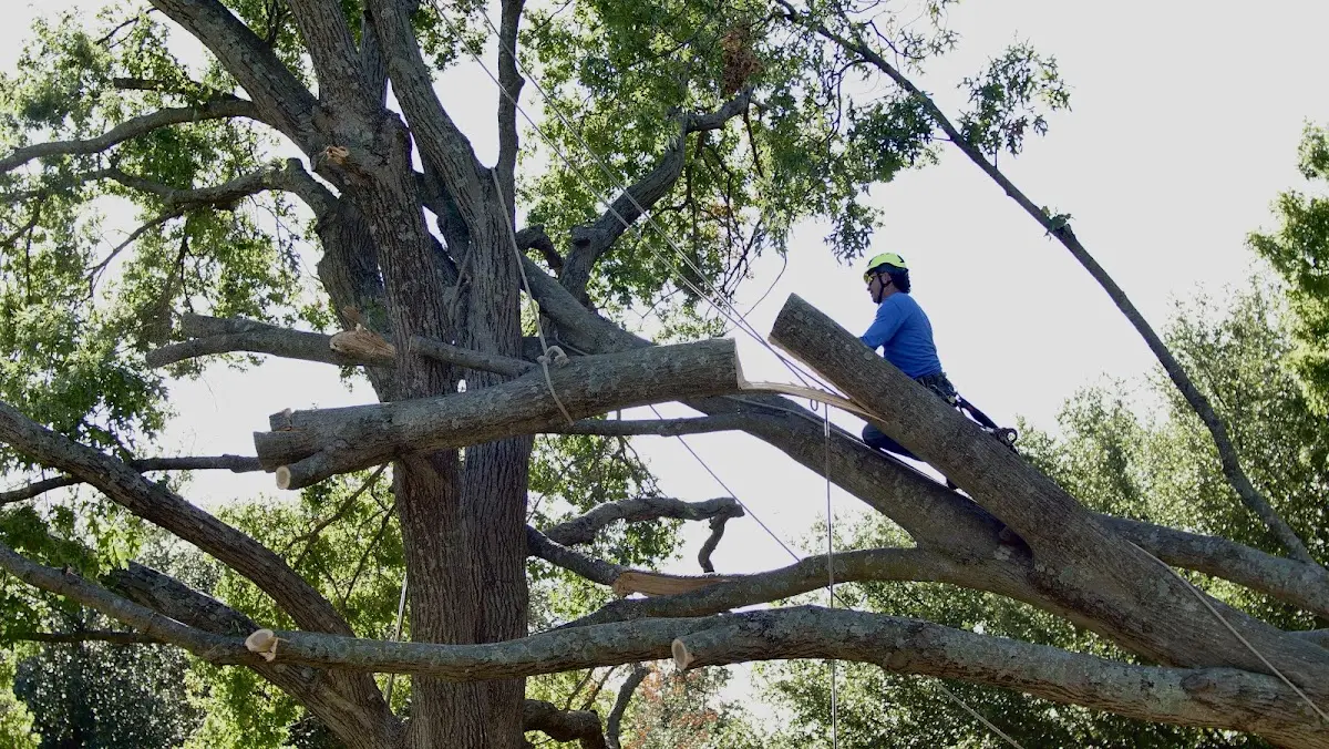Professional Crown Thinning performed by certified arborists in Spillville