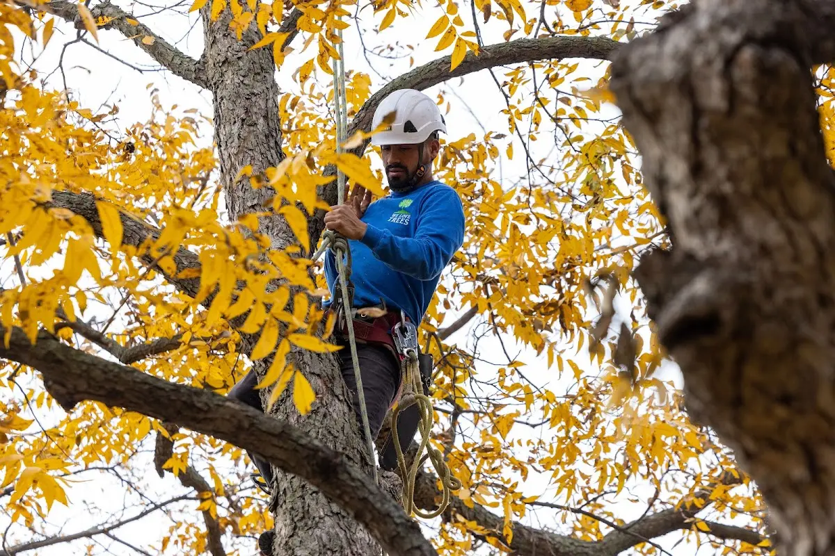 Skilled Tree Pruning crew working in Spillville