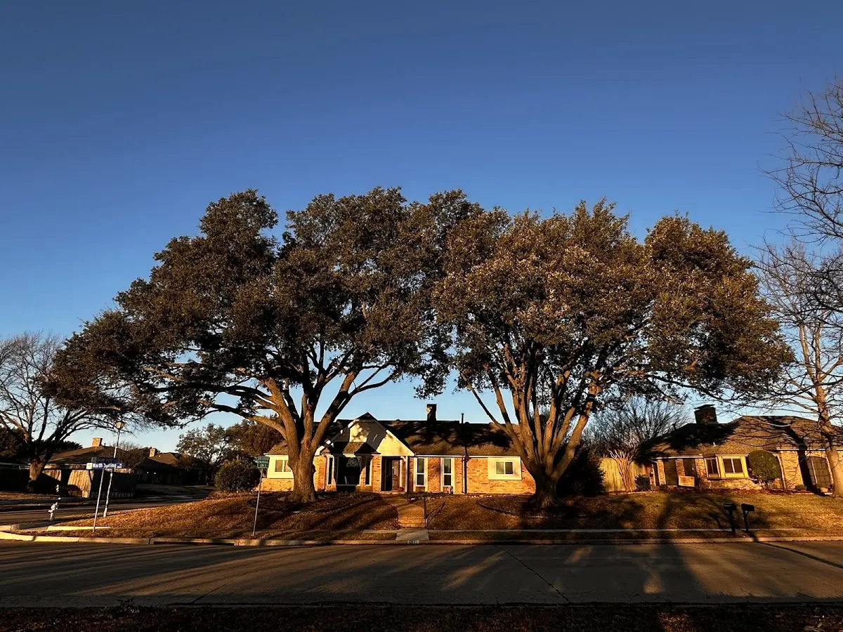 Established residential canopy tree shading a home in Spillville